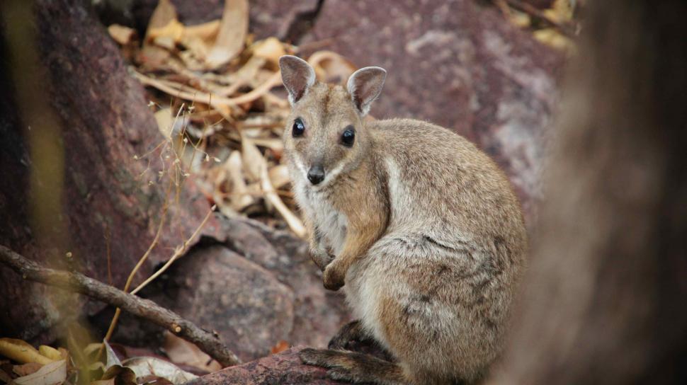 Free Image of Cute Wallaby 