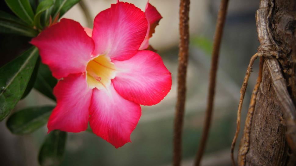 Free Image of Bali Flowers 