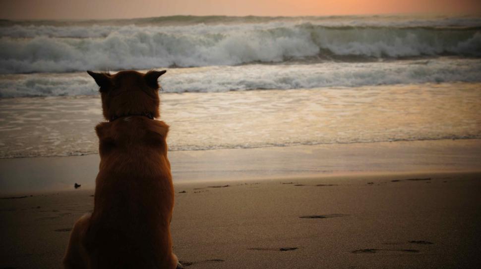 Free Image of Dog Waiting for Owner 