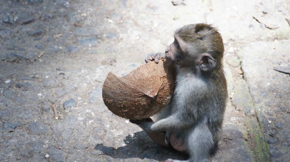 Free Image of Monkeys  