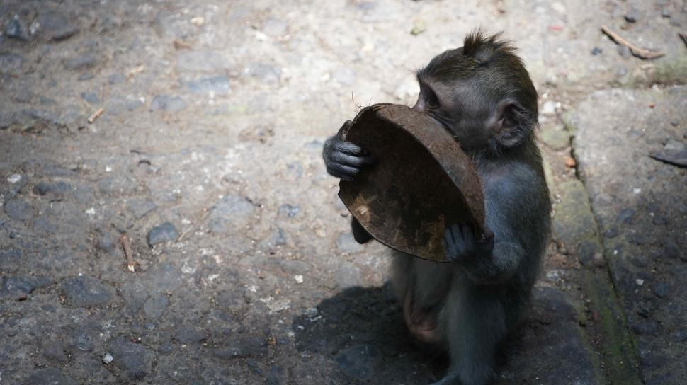 Free Image of Monkeys being Monkeys 