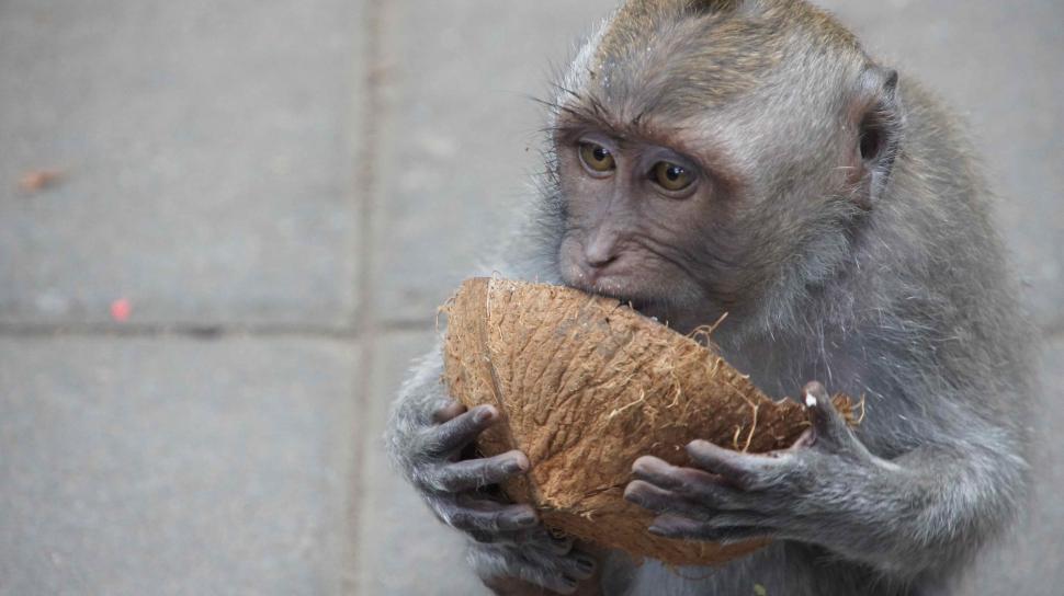 Free Image of Monkeys being Monkeys 