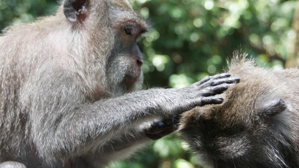 Free Image of Monkeys being Monkeys - Picking Nits 