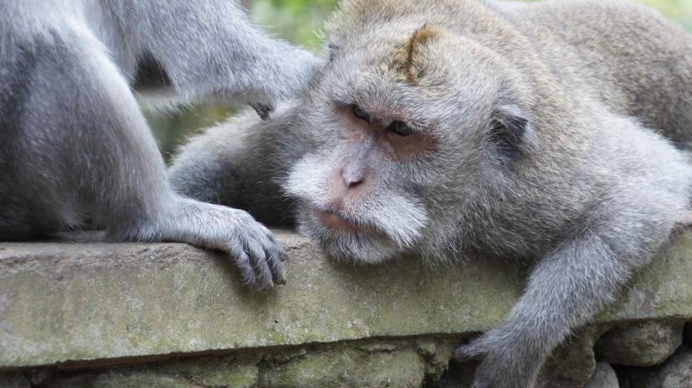 Free Image of Monkeys being Monkeys 