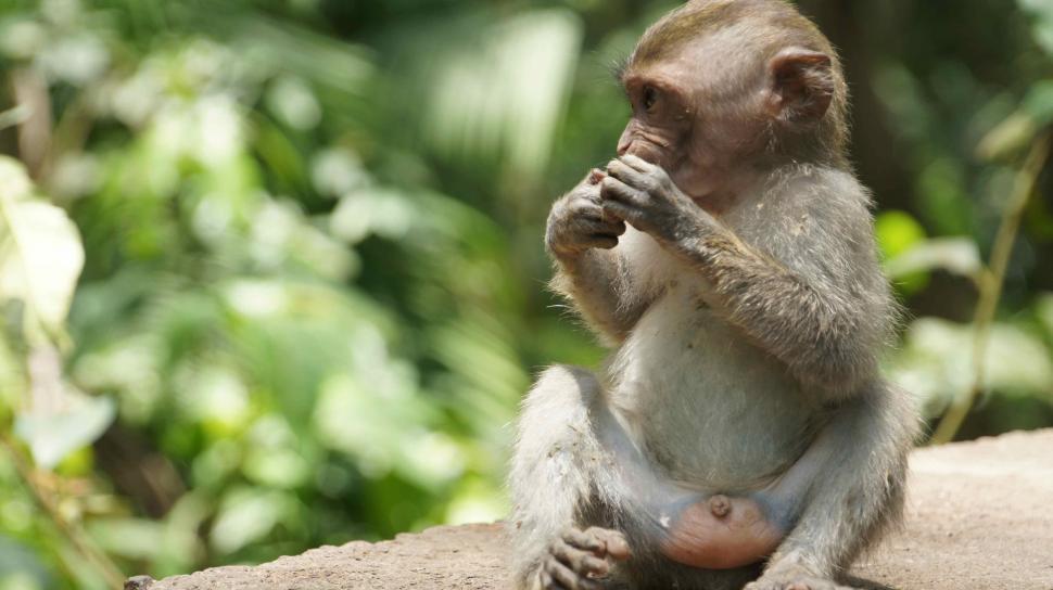Free Image of Baby Monkey Hanging Out 