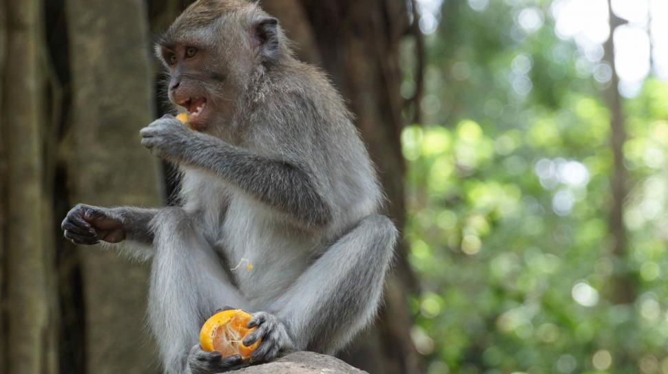 Free Image of Monkey Eating an Orange 