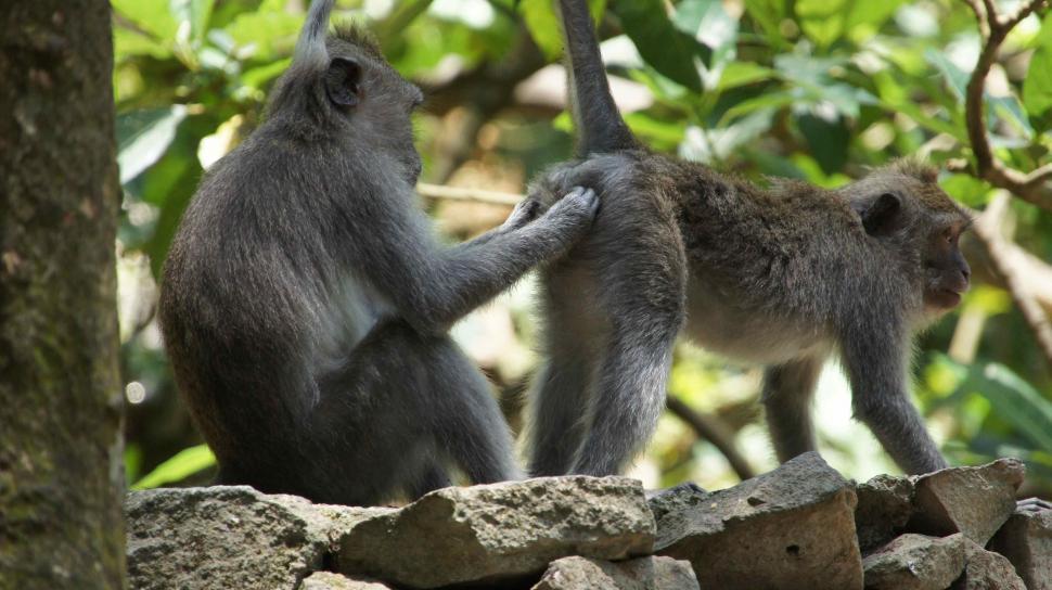 Free Image of Monkey Grooming 
