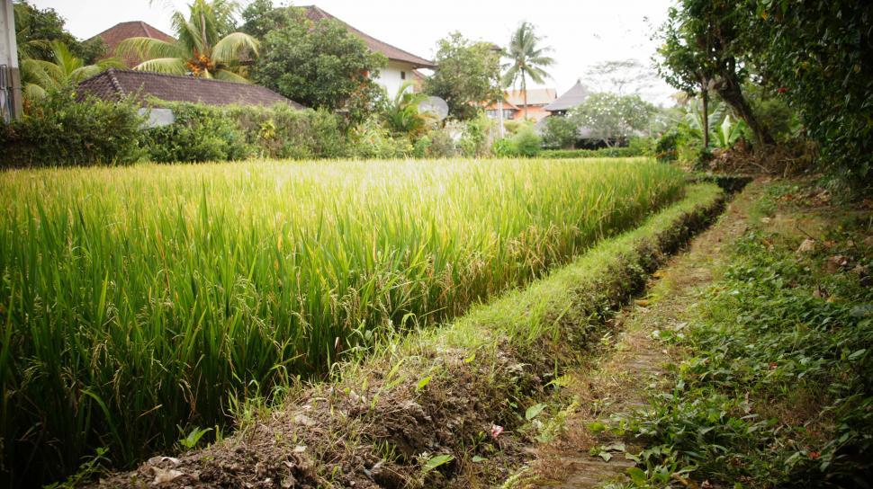Free Image of Rice Fields in Bali 