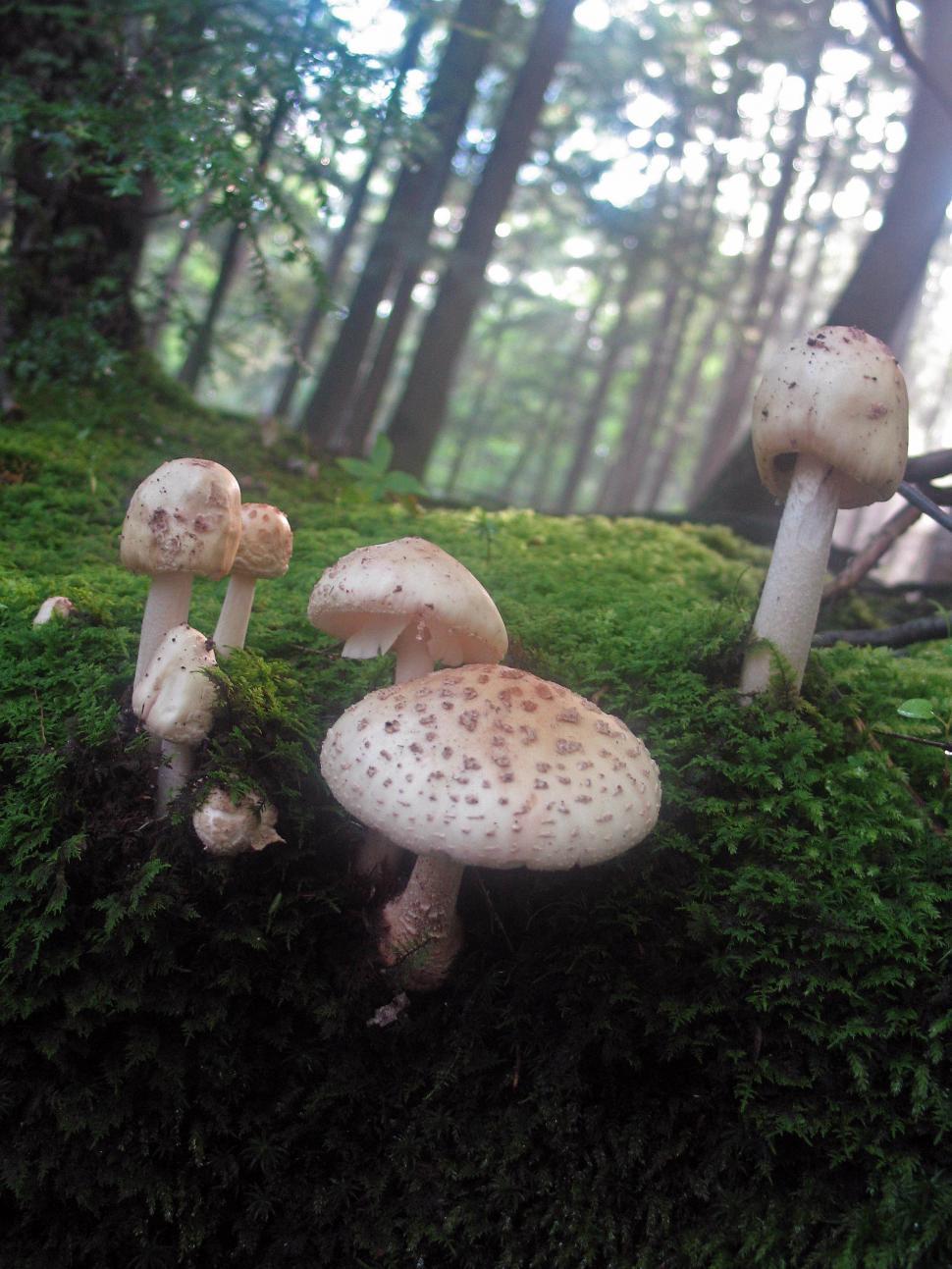 Free Image of Mushrooms in a forest 