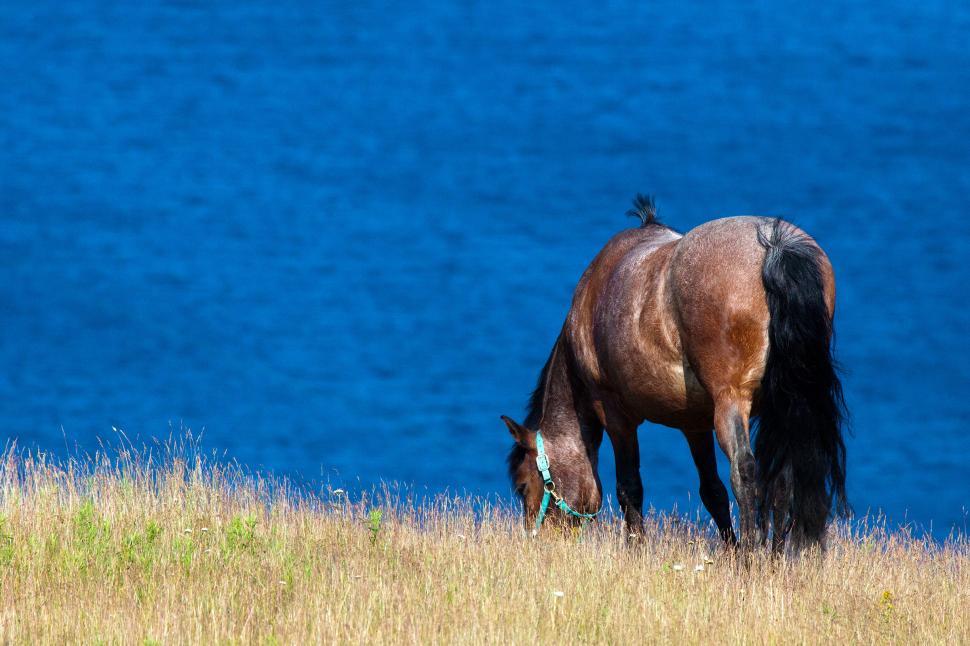 Free Image of Horse 