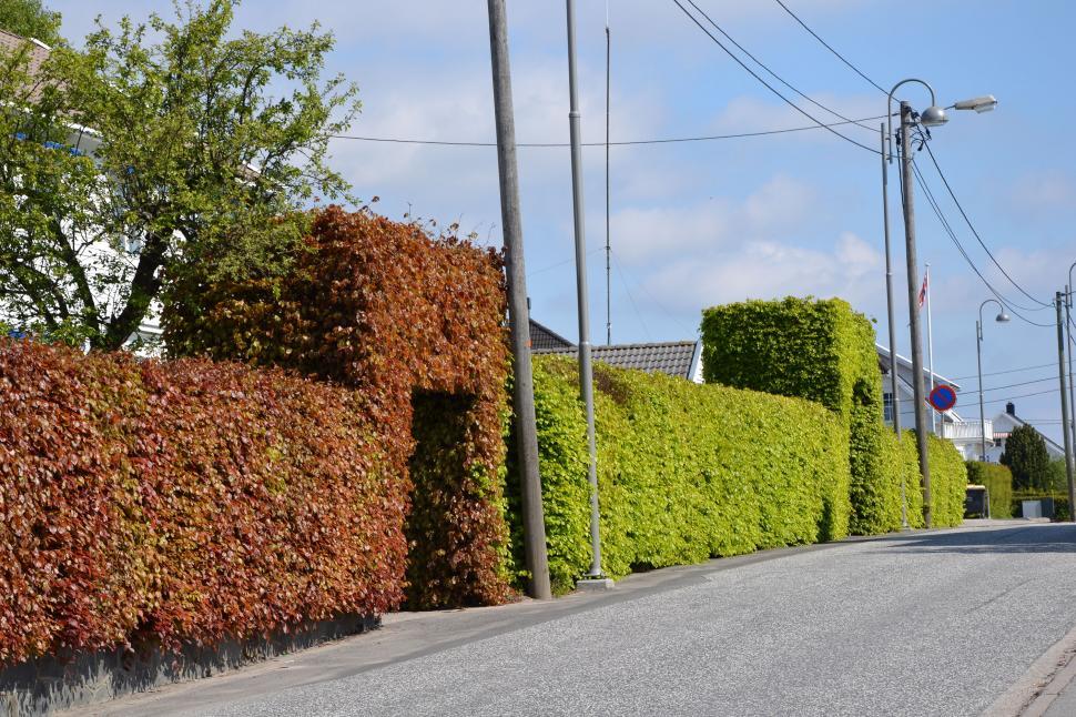 Free Image of Hedge of greenleaved common beech 