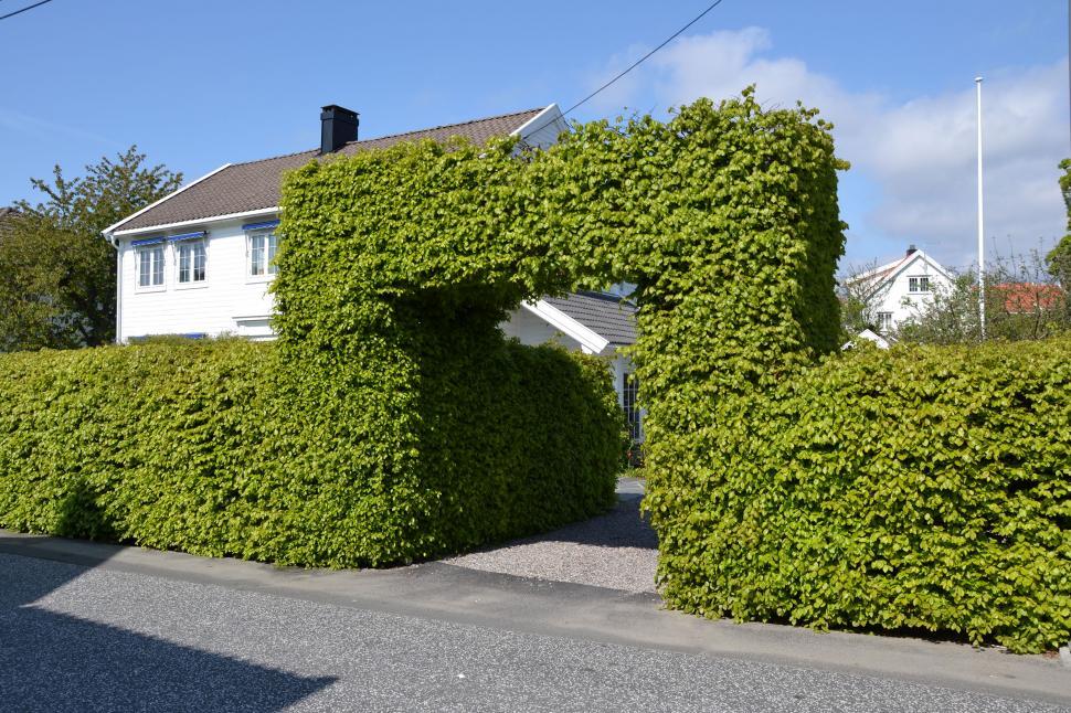 Free Image of Hedge of greenleaved common beech 