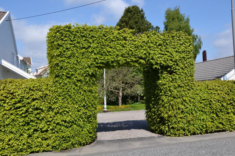 Free Image of Hedge of greenleaved common beech 