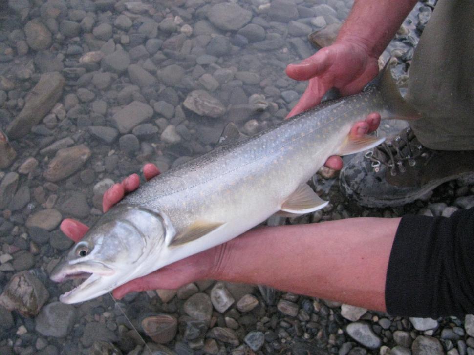 Free Image of Fisherman with a freshly caught trout 