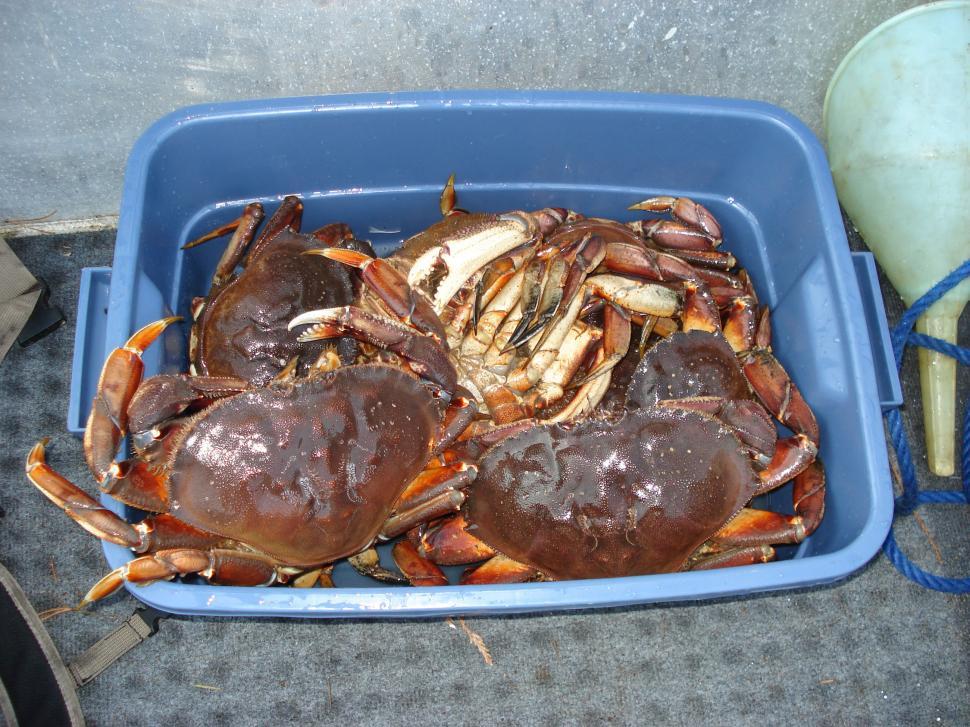 Free Image of Tub Full Of Freshly Caught Dungeness Crabs From The Pacific Ocean 