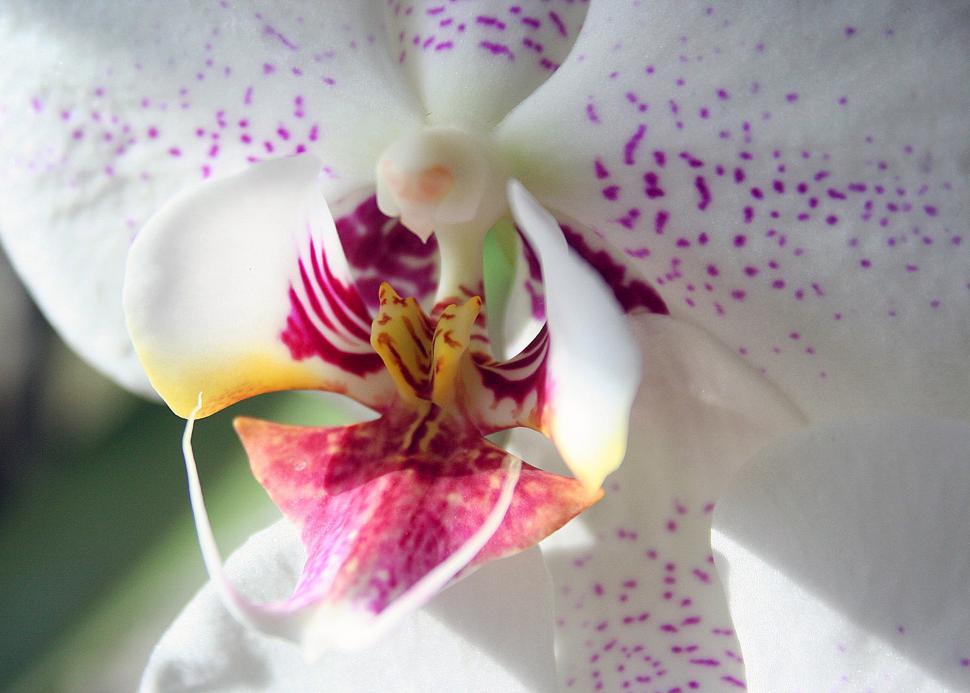 Free Image of Phalaenopsis orchid flower  