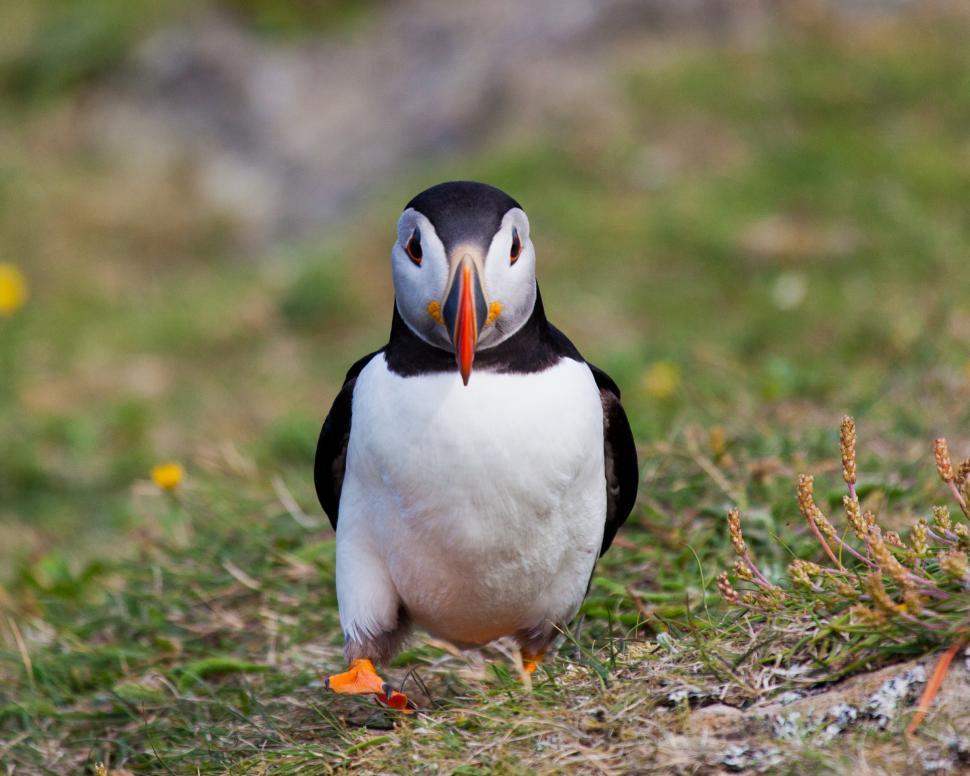 Free Image of Puffin 