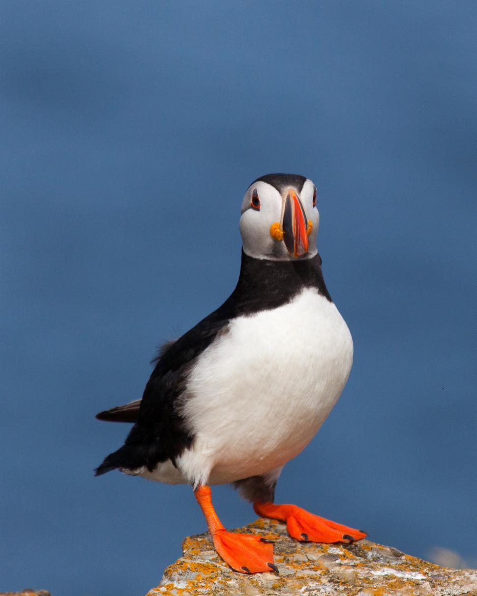 Free Image of Puffin 