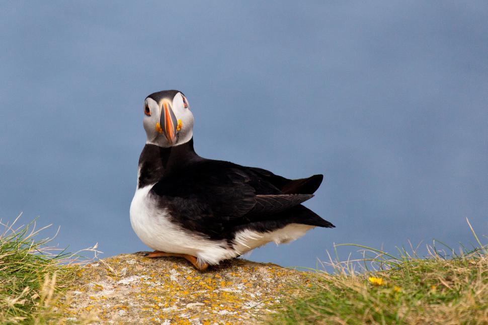Free Image of Puffin 