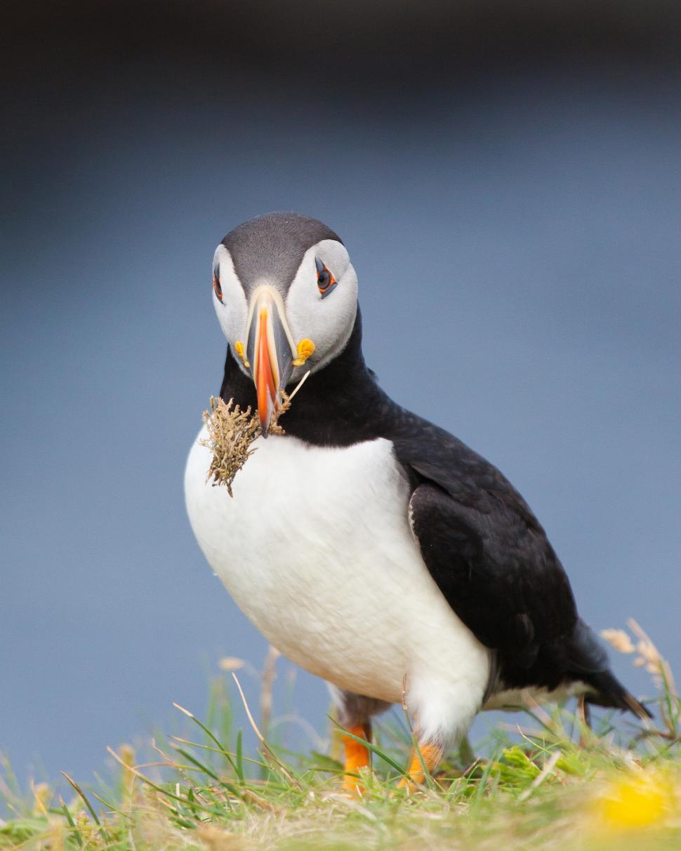 Free Image of Puffin 