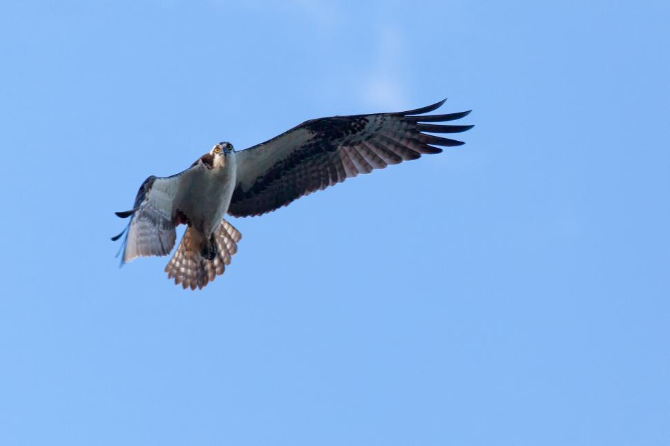 Free Image of Osprey 