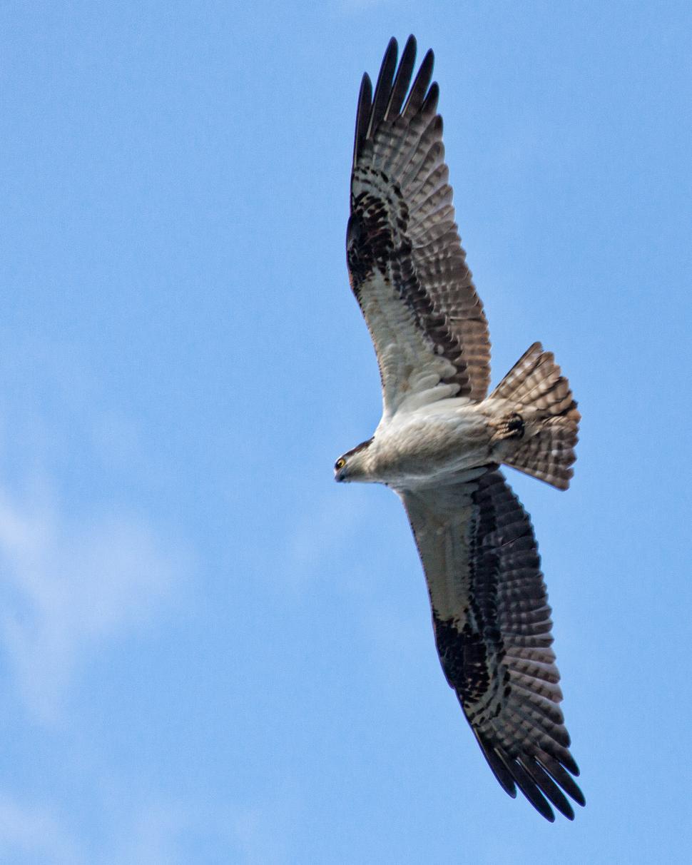 Free Image of Osprey 