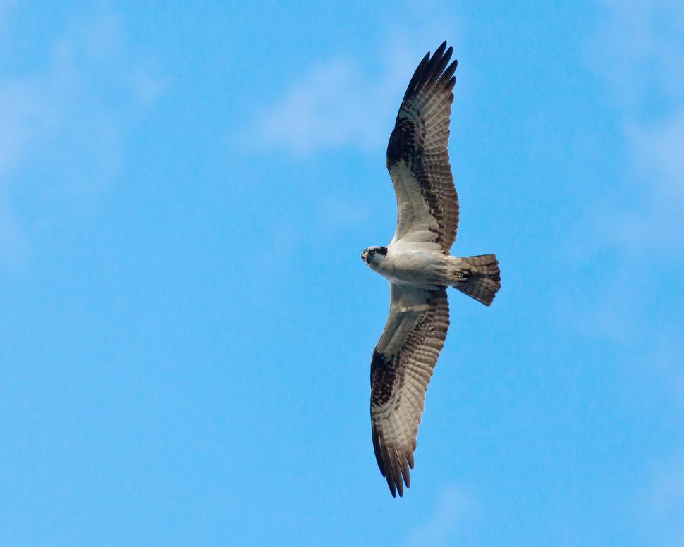 Free Image of Osprey 