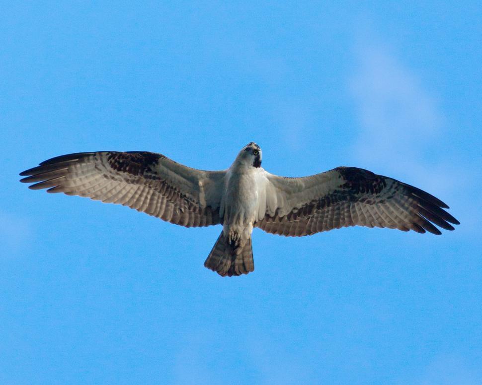 Free Image of Osprey 