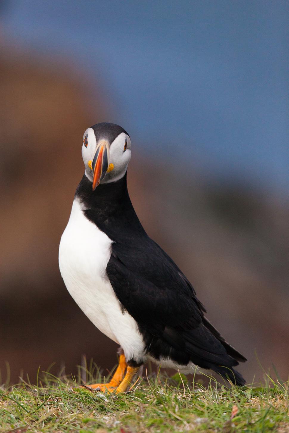 Free Image of Puffin 