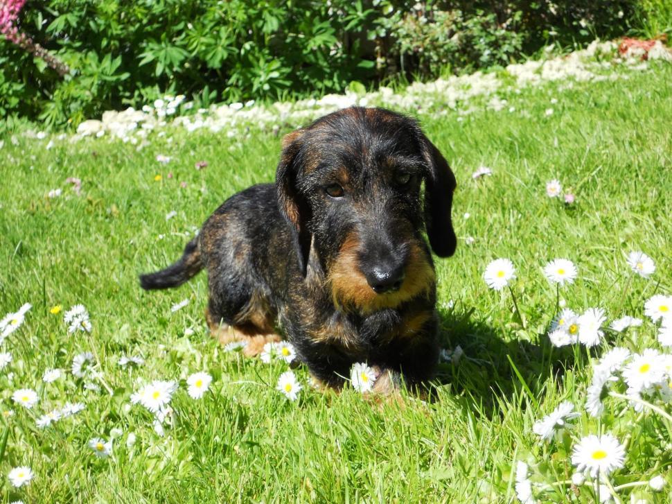Free Image of Wire-haired miniature dachshund 