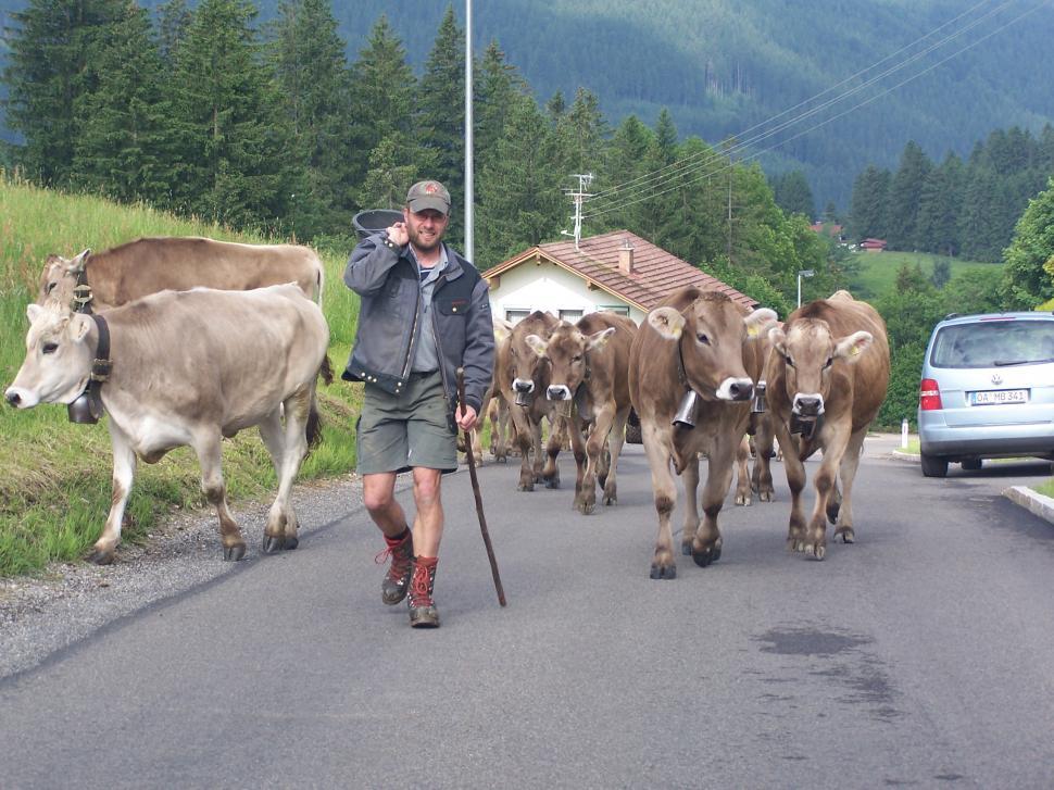 Free Image of Farmer Herding Cattle 