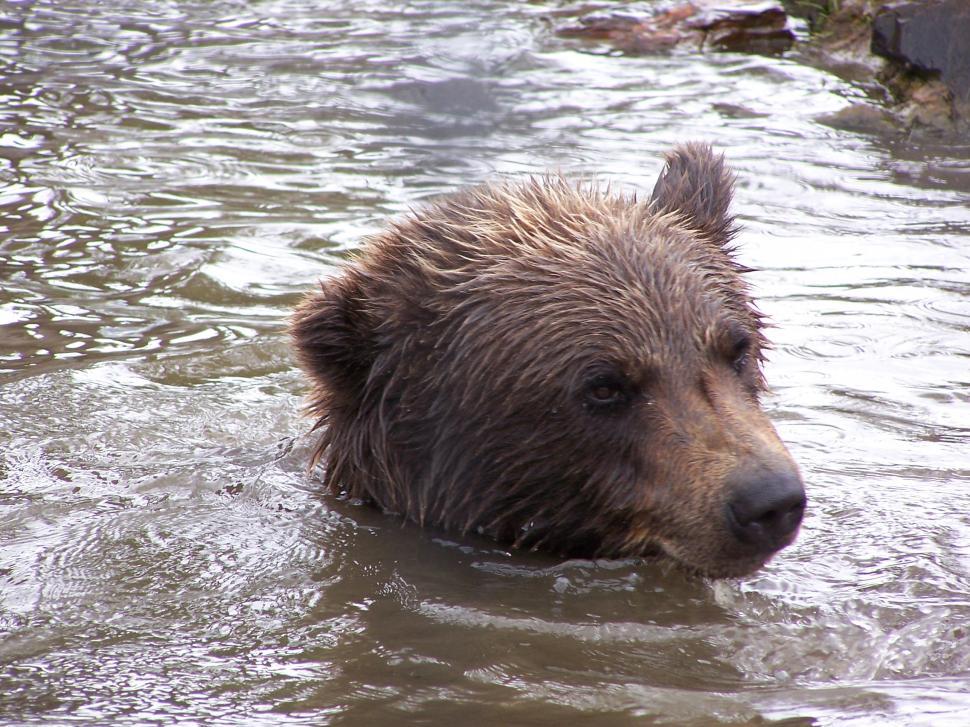 Free Image of Brown Bear Swimming 