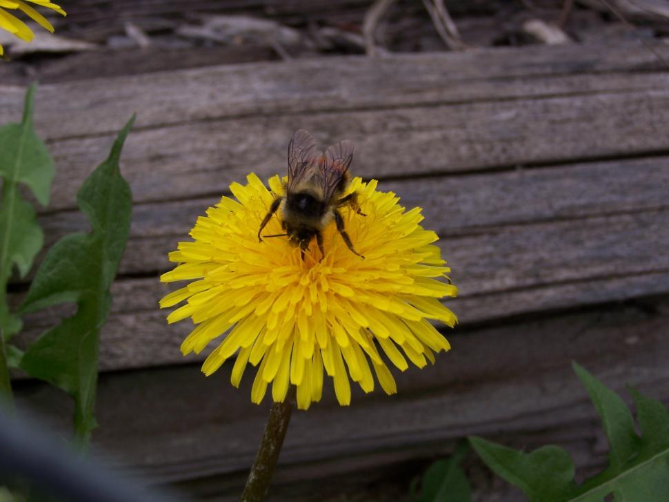 Free Image of Bumblebee on Dandelion 