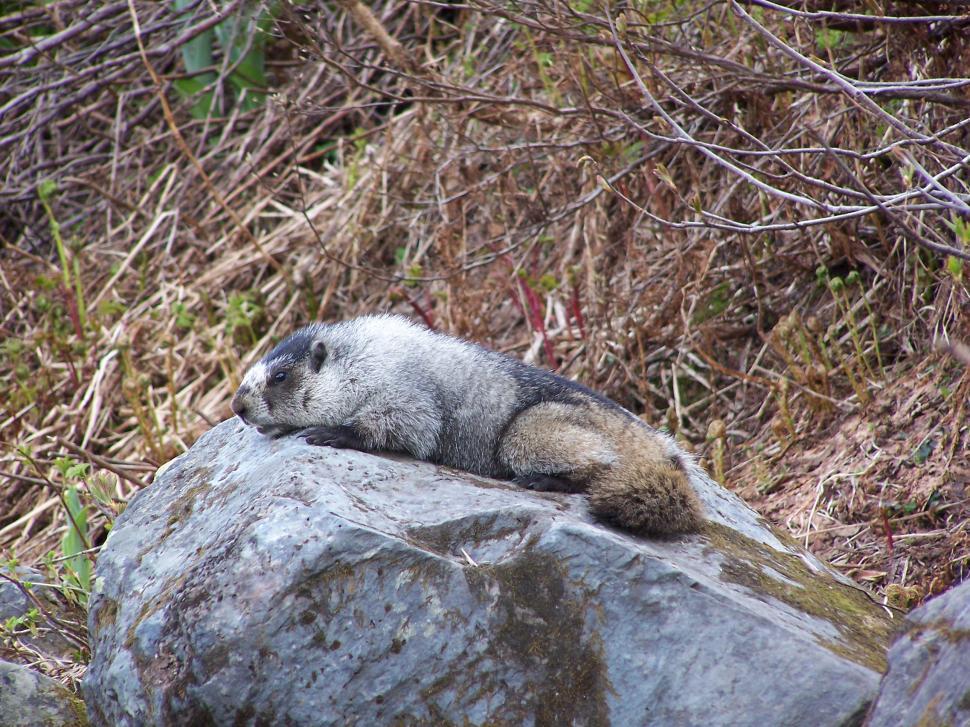 Free Image of Marmot in the meadow 