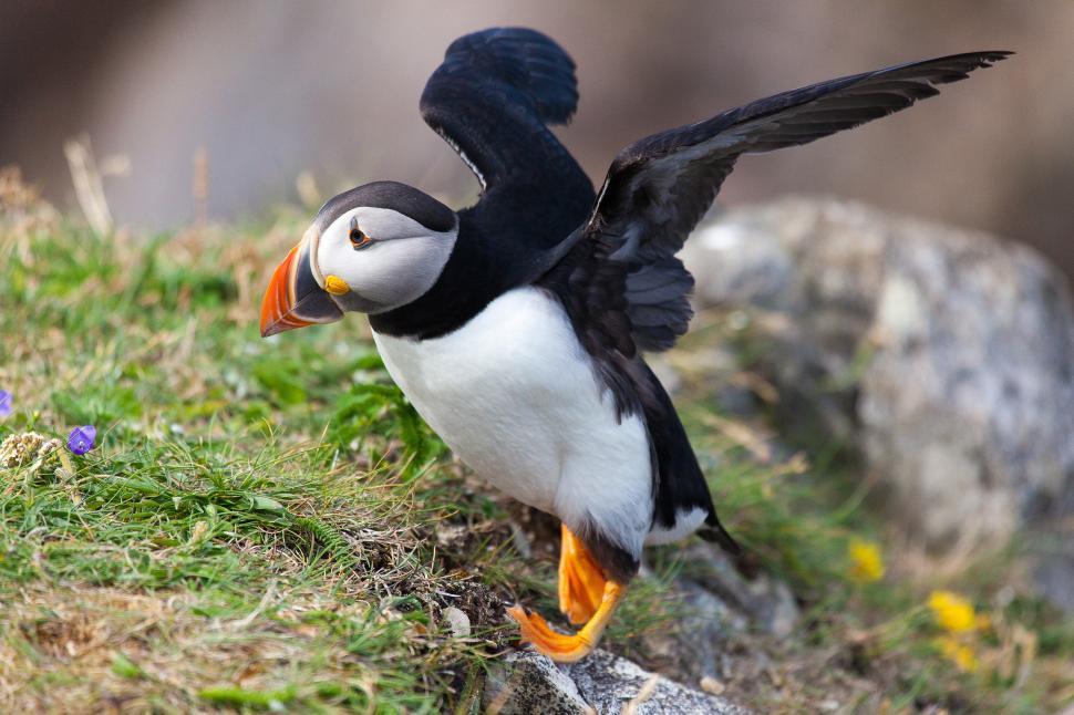 Free Image of Puffin 
