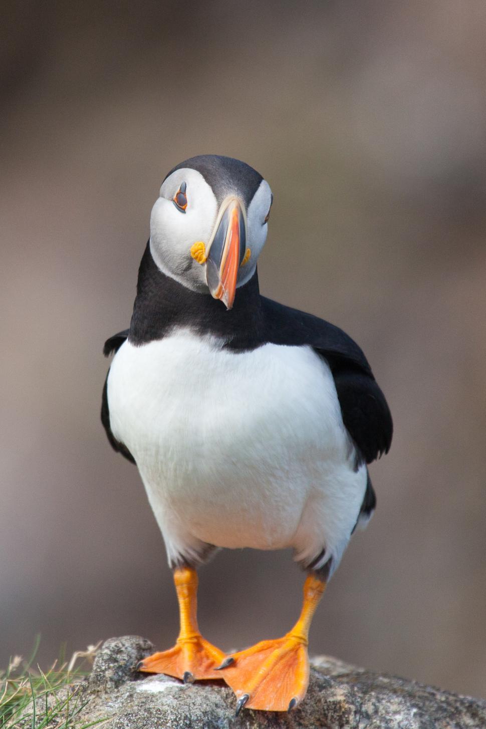 Free Image of Puffin 