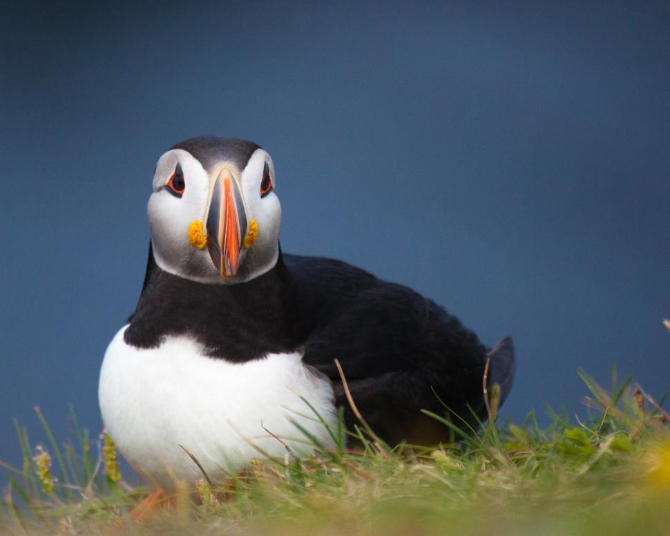 Free Image of Puffin 