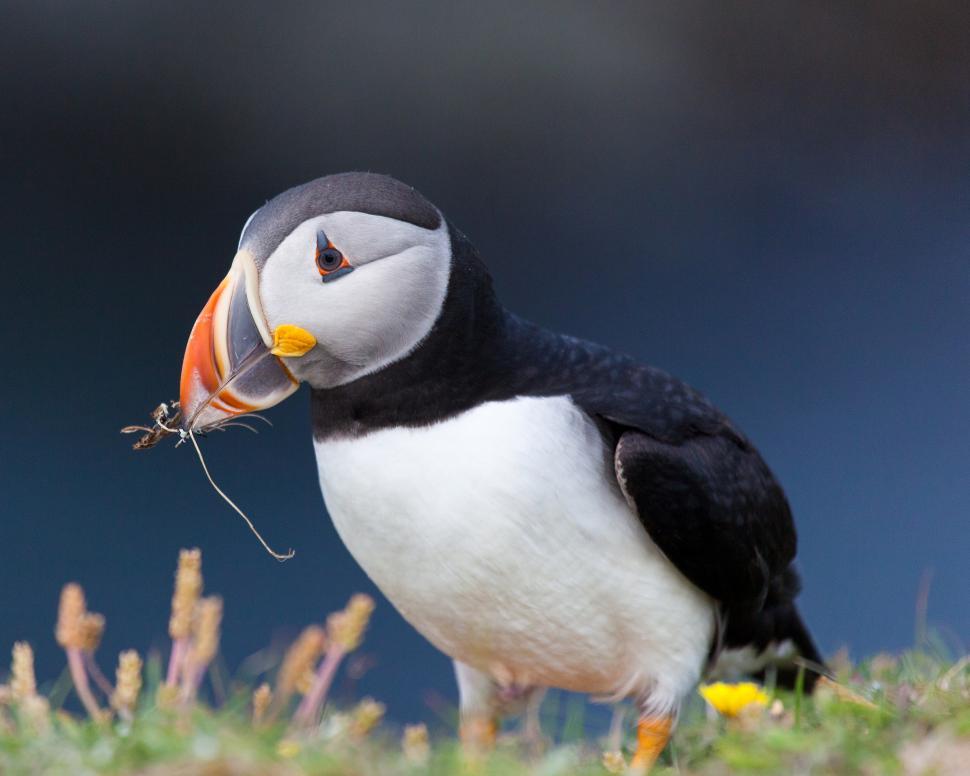 Free Image of Puffin 