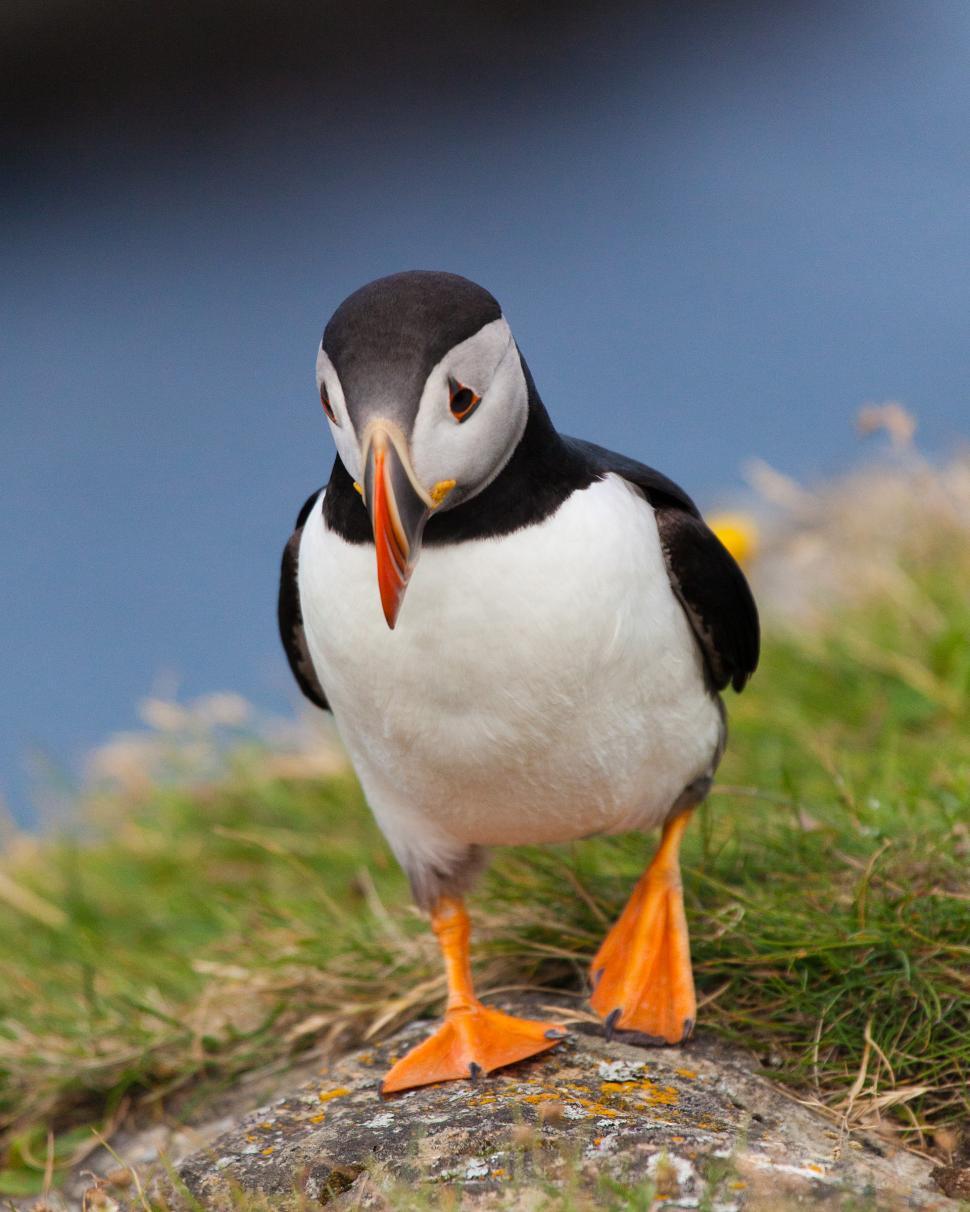 Free Image of Puffin 