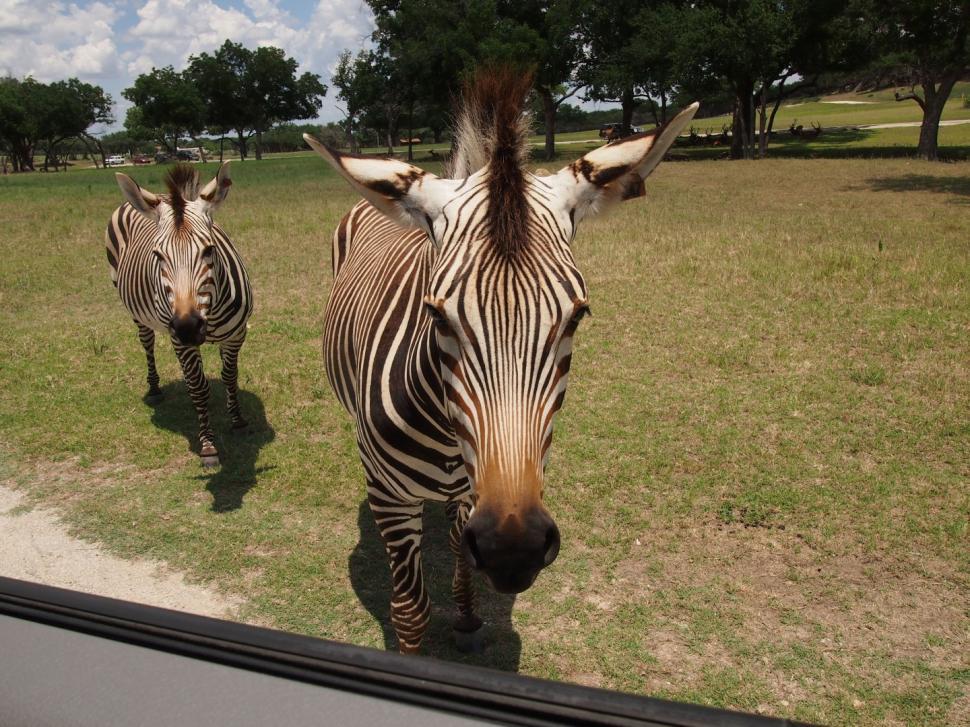 Free Image of Zebra 