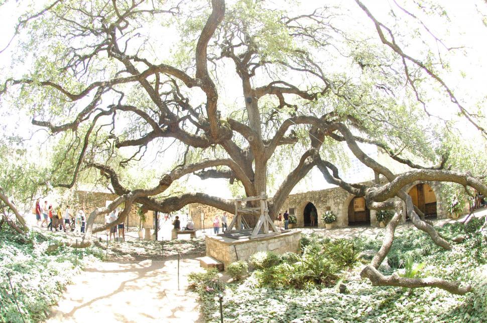 Free Image of Old Tree 
