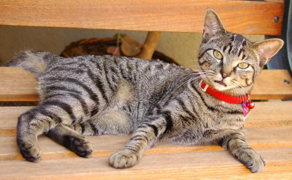 Free Image of Cat Nap 