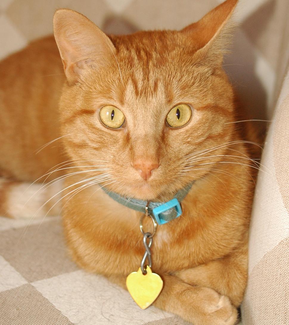 Free Image of Cat Eyes 