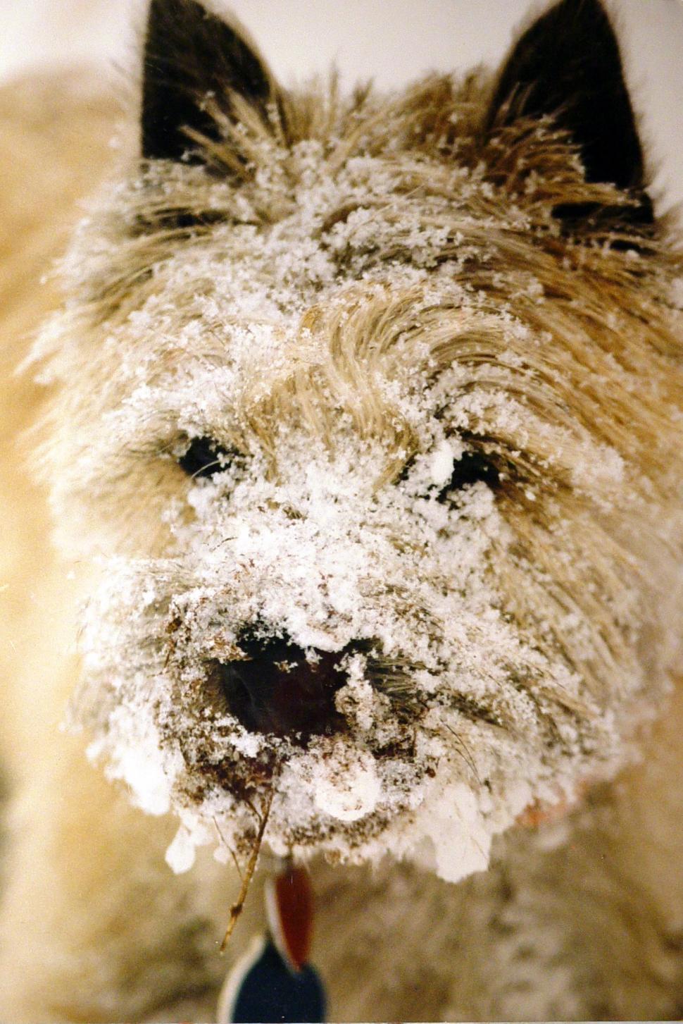 Free Image of Snowy Dog Face Covered in Snow 