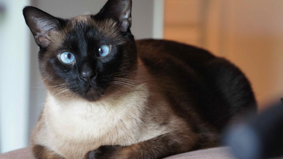 Free Image of Cross Eyed Siamese Cat 