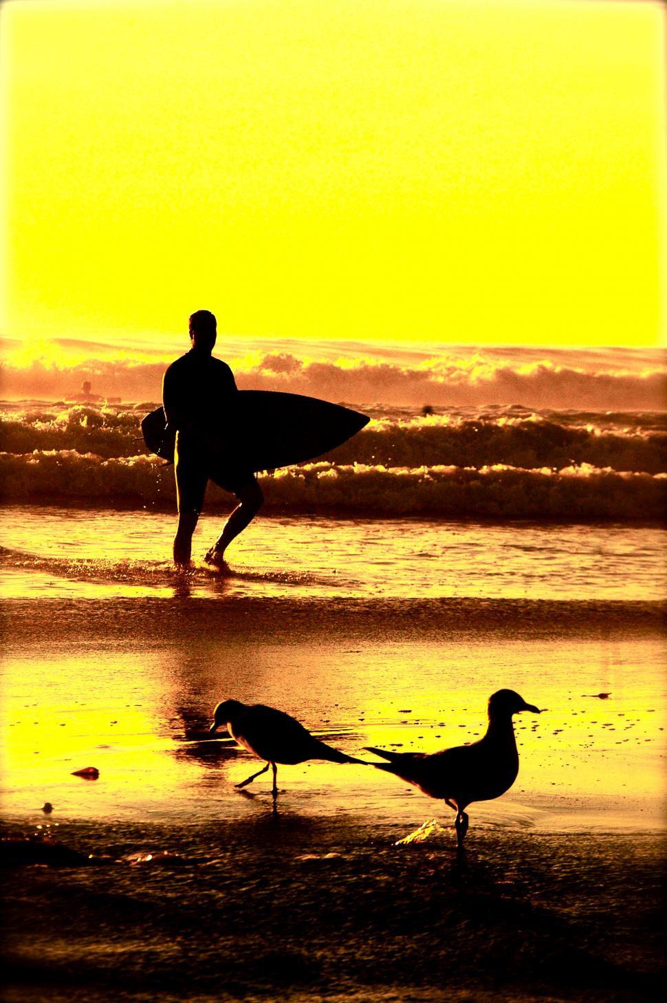 Free Image of Surfer emerges from a sunset Surf. Birds by the Ocean Beach 