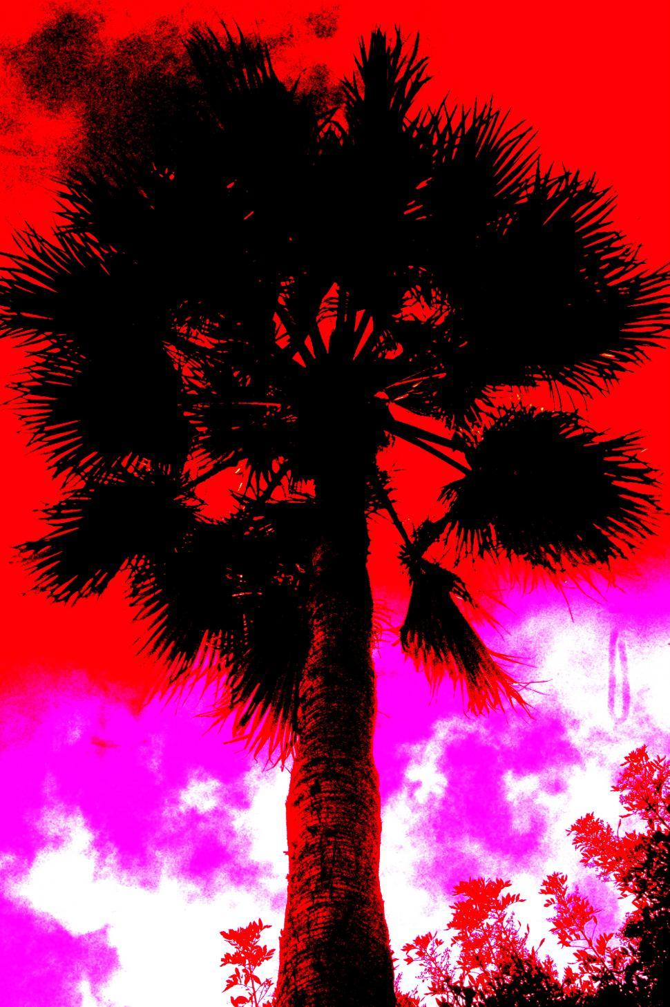 Free Image of Palm Tree in the Radiant Red Sky 