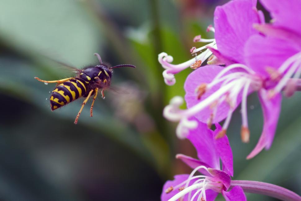 Free Image of Wasp 