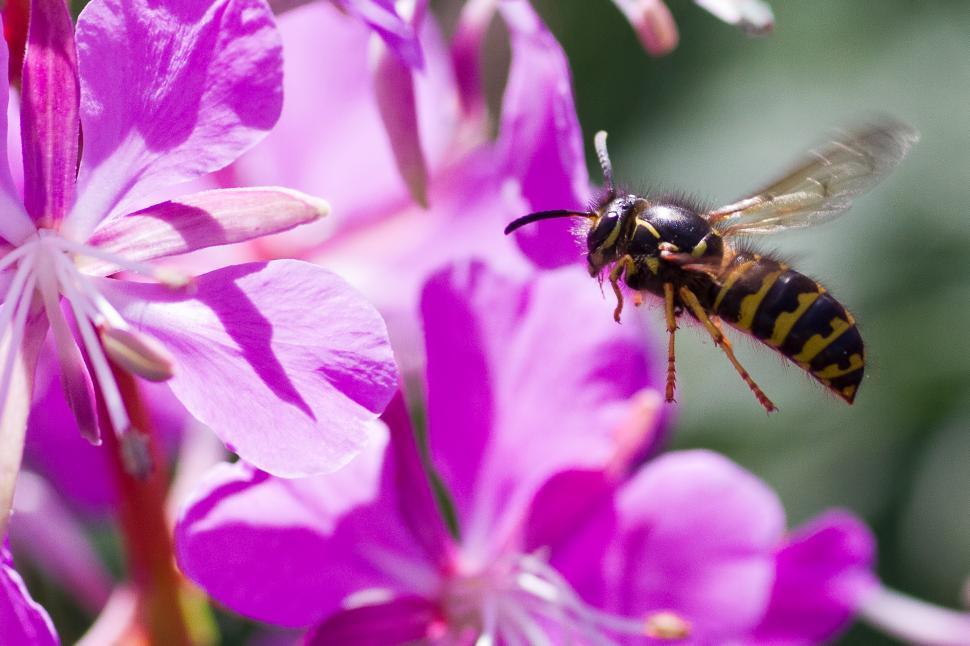 Free Image of Wasp 
