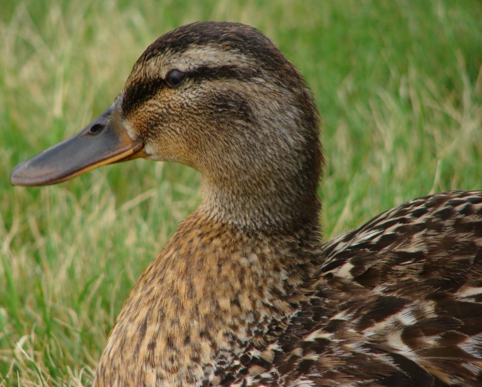 Free Image of Mallard Duck 